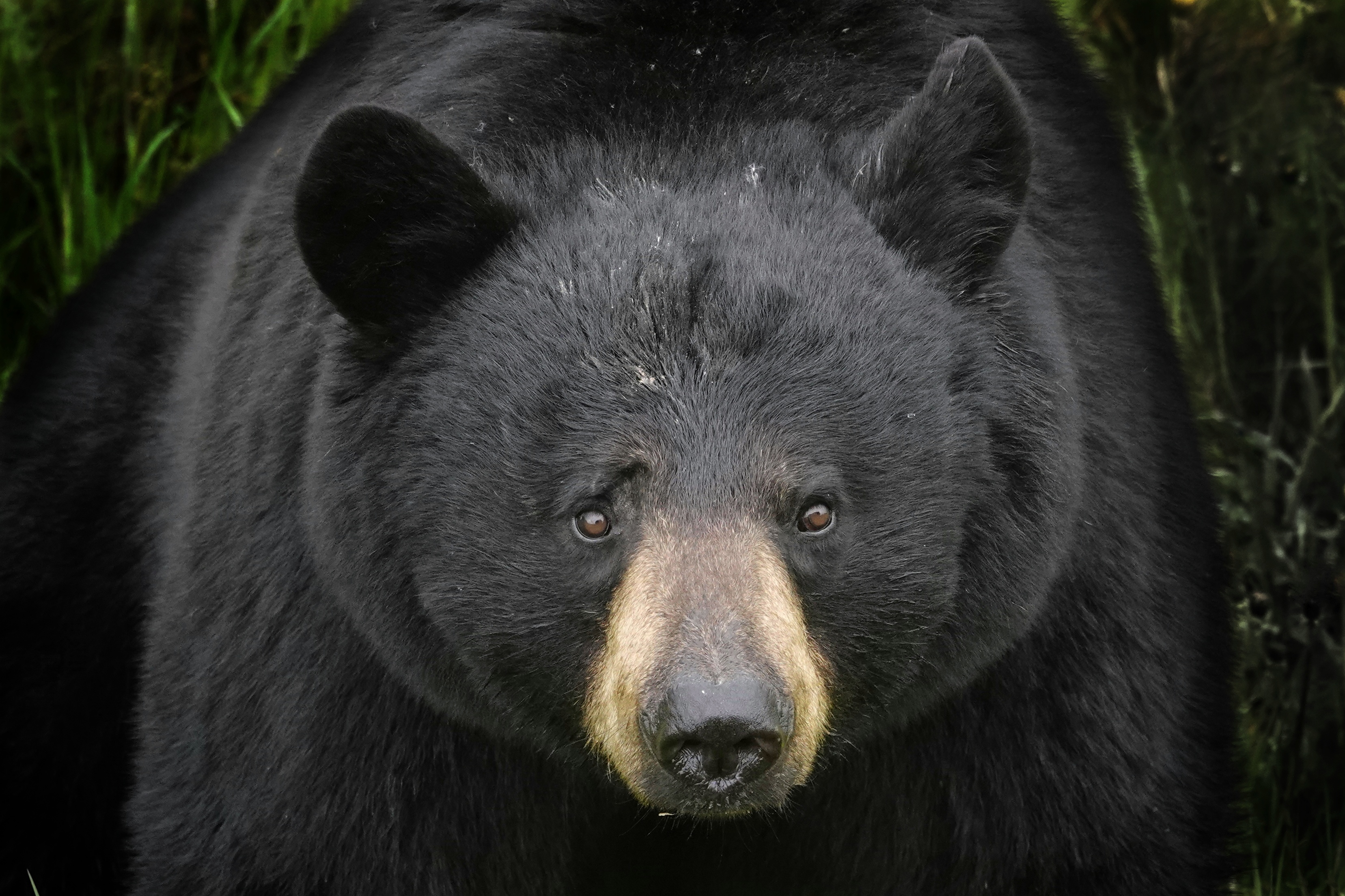 Ours noir dans la forêt